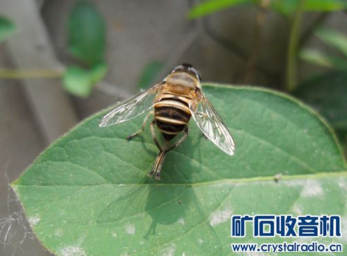 蜜蜂蛰了肿几天能好 141158jde1ag7wbc3v7zgd.jpg