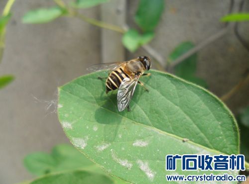 蜜蜂蛰了肿几天才会好 141159m8an9aznzaarnsaq.jpg