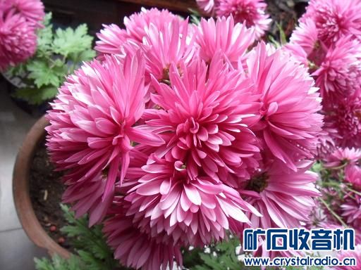 生活小百科: 最适合家里养的植物 - 〓生活聊天