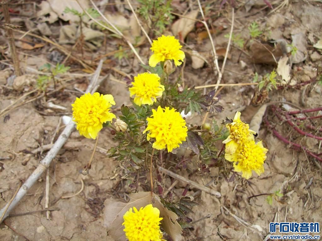 差点被天气预报忽悠,果断出行110KM游玩金乡