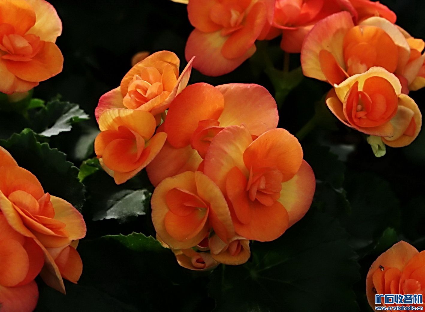 秋花怒放秋意浓【丽格海棠】 - 〓原创摄影天地