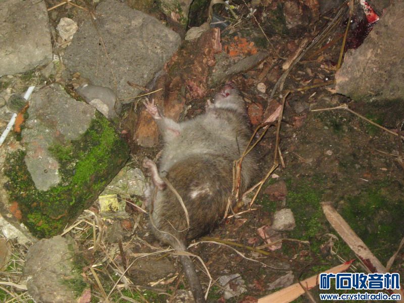 闲着没事晚上拿弹弓打老鼠 - 〓生活聊天板块〓