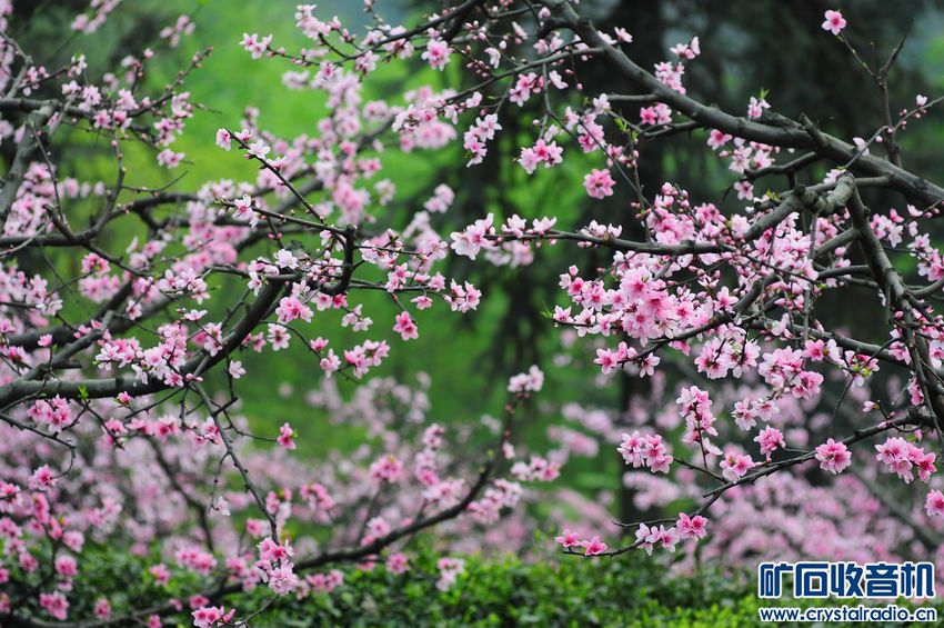 一组预示春天的桃花照片 - 〓原创摄影天地〓 