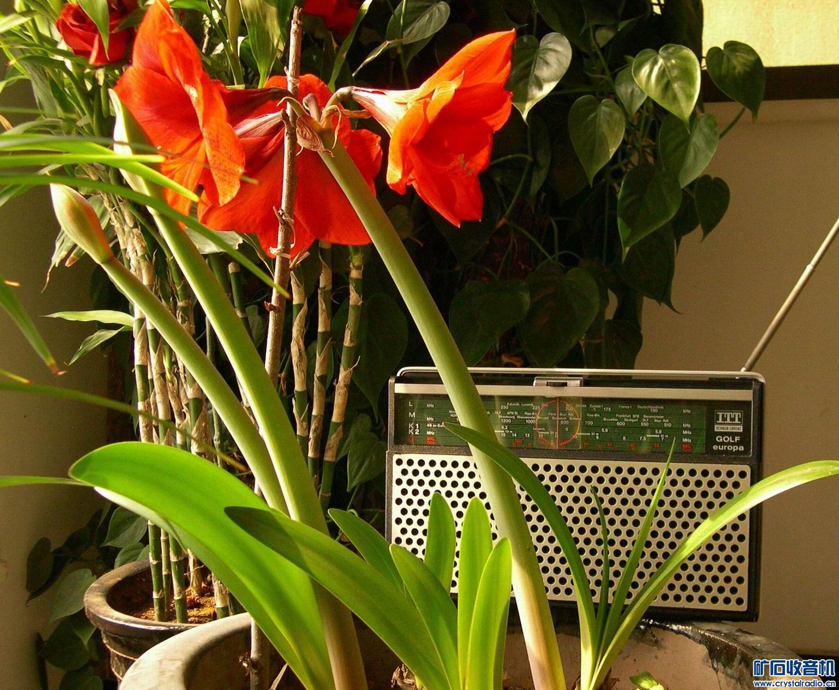 绿色植物音箱面罩 - 〓生活聊天板块〓 - 矿石收