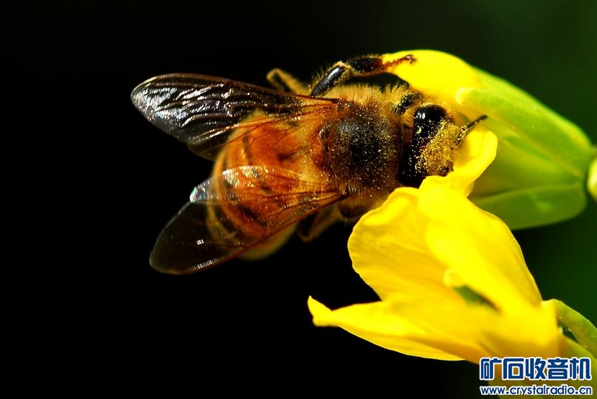 蜜蜂蛰了肿几天能好 2341516a8gzxb249x5bbtz.jpg