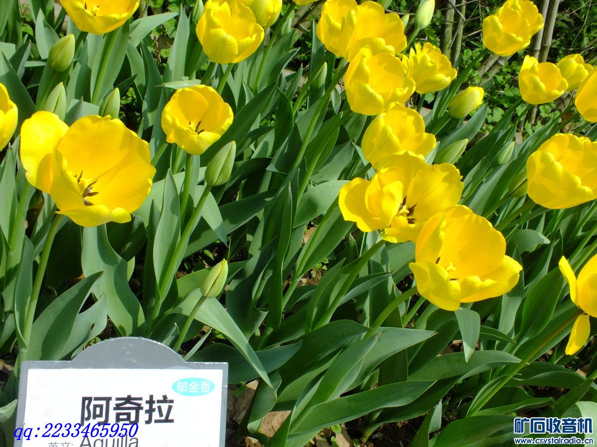 郁金香1 - 矿石收音机论坛