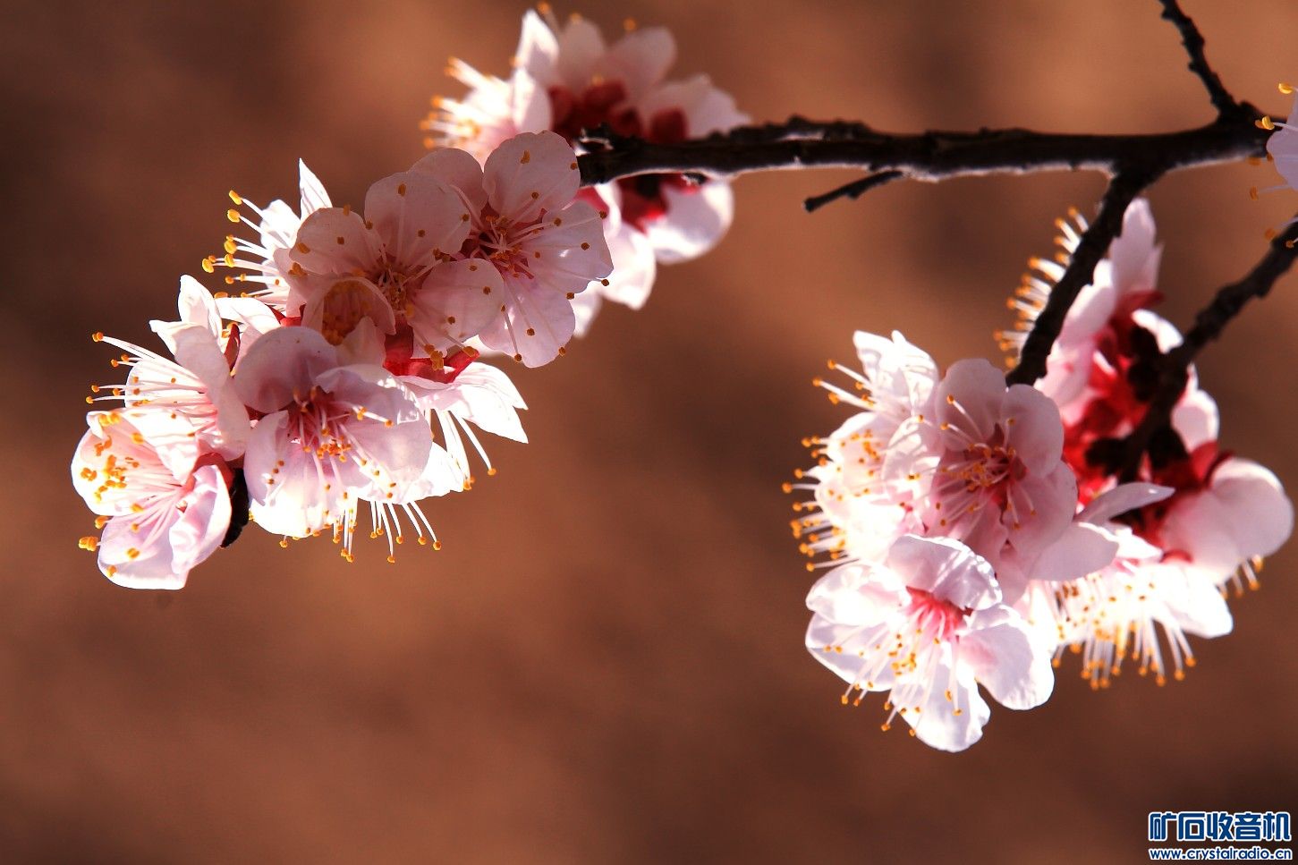 杏花天影 - 〓原创摄影天地〓 - 矿石收音机论坛