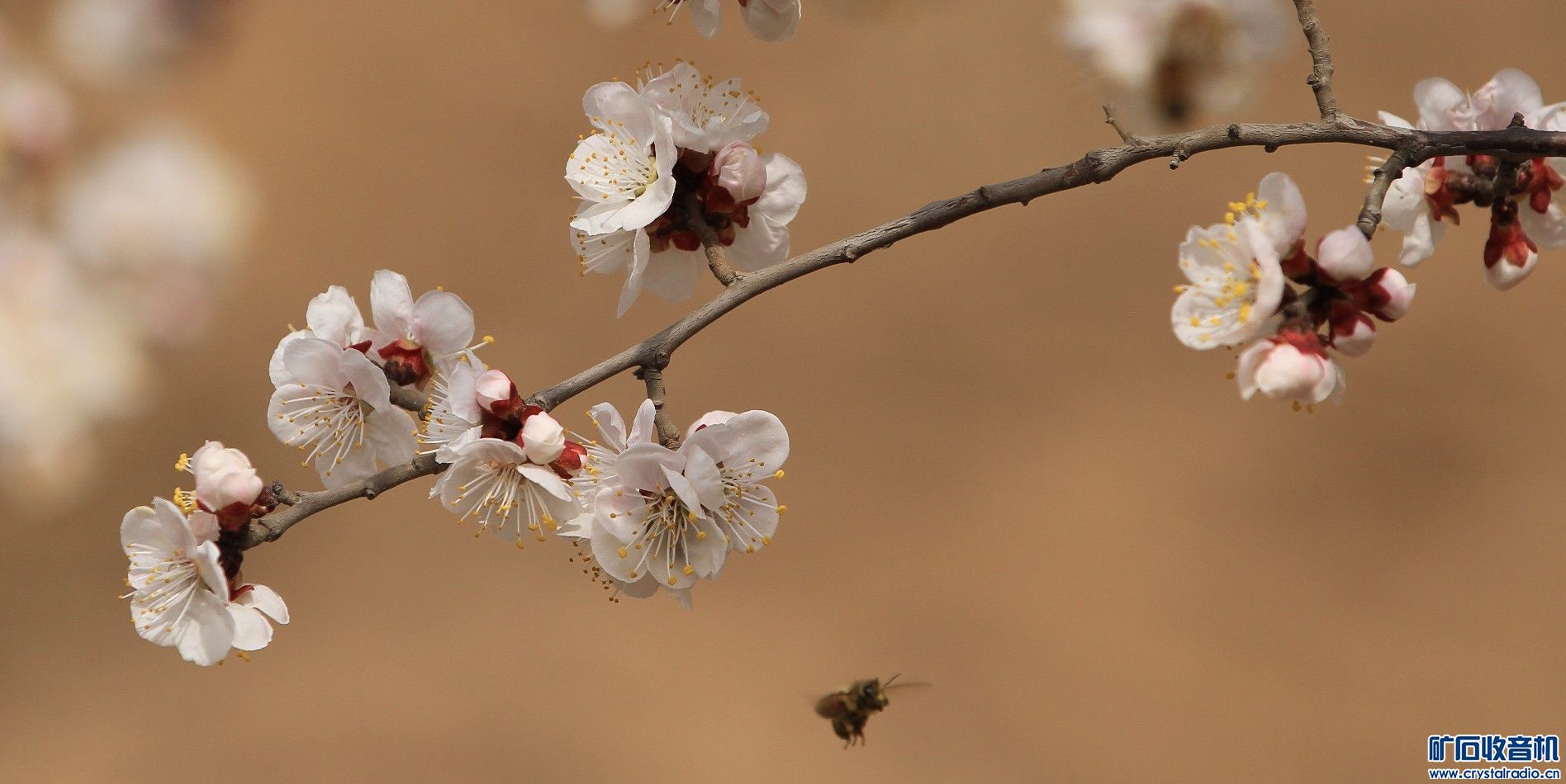 杏花天影 - 〓原创摄影天地〓 - 矿石收音机论坛