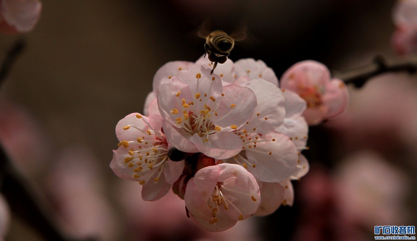 杏花天影 - 〓原创摄影天地〓 - 矿石收音机论坛