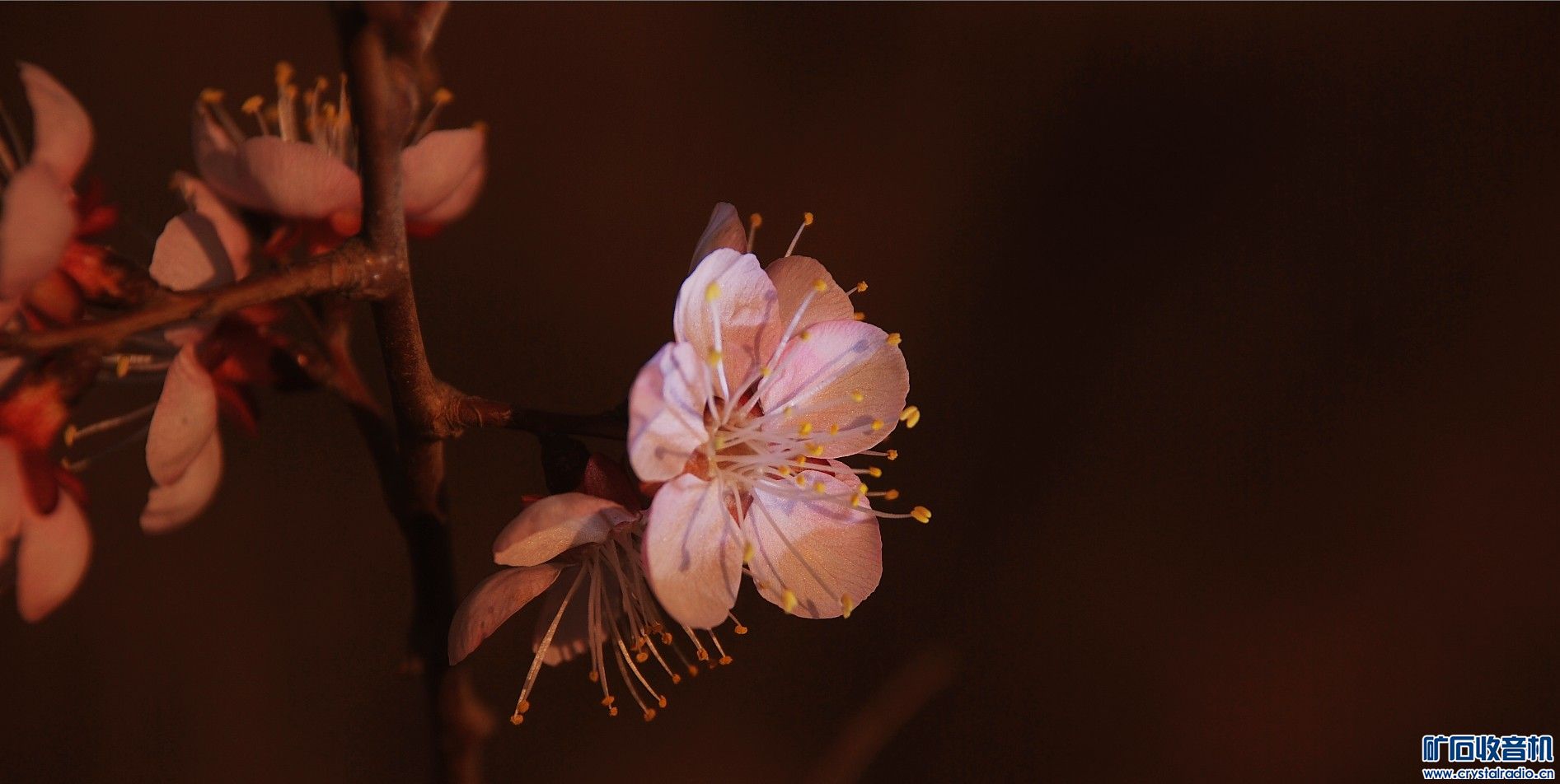 杏花天影 - 第3页 - 〓原创摄影天地〓 - 矿石收音
