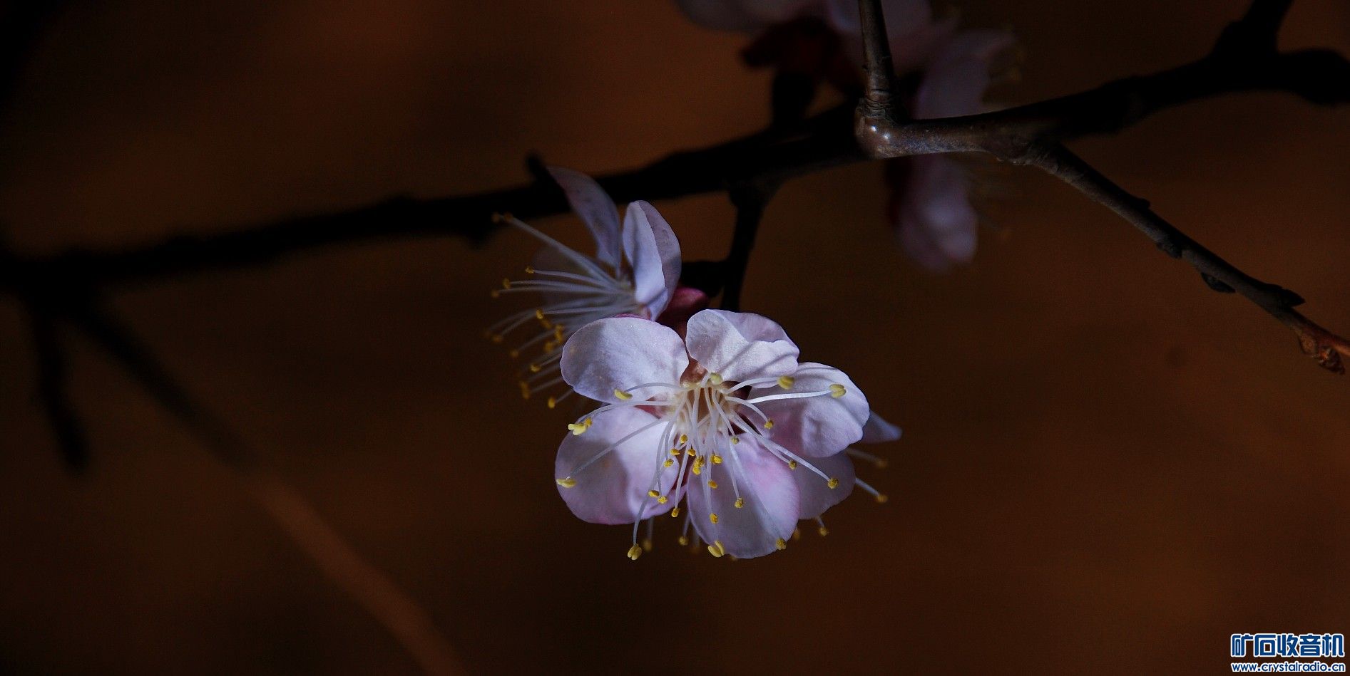 杏花天影 - 第3页 - 〓原创摄影天地〓 - 矿石收音