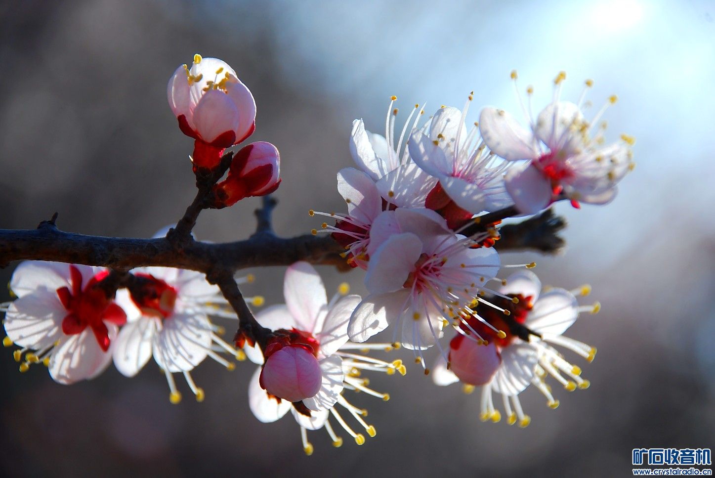 杏花天影 - 第3页 - 〓原创摄影天地〓 - 矿石收音