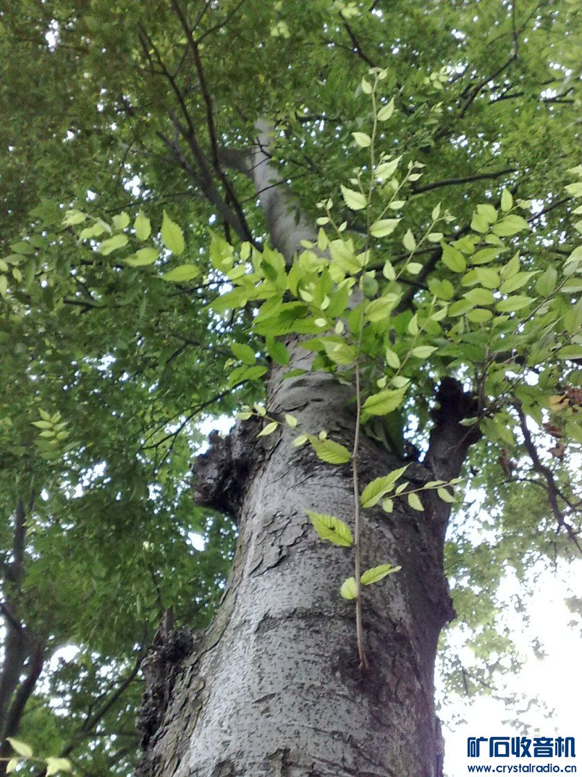 请问,我家的这老榆树是什么品种?(已解决,是榉