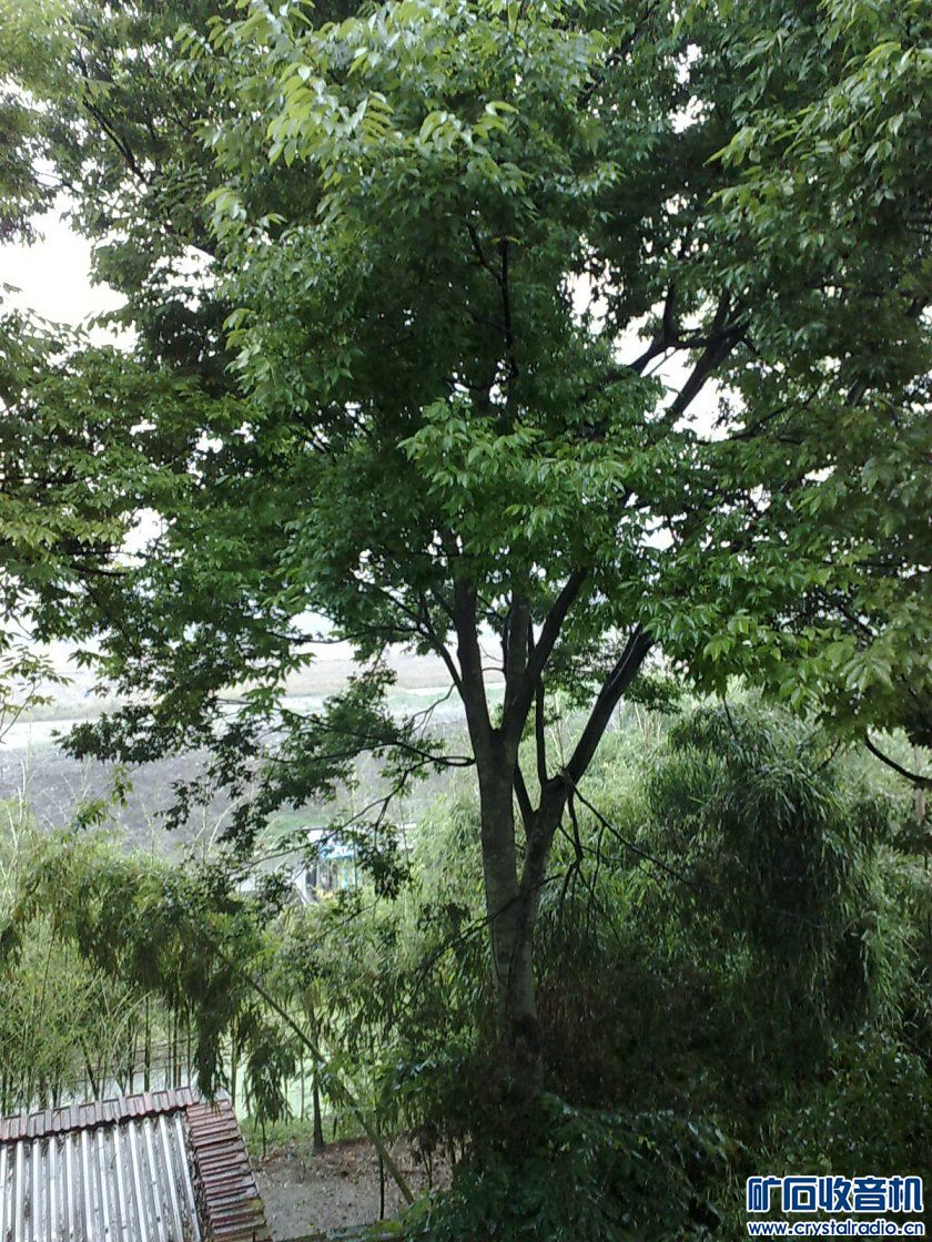 请问,我家的这老榆树是什么品种?(已解决,是榉