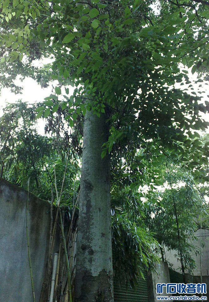 请问,我家的这老榆树是什么品种?(已解决,是榉