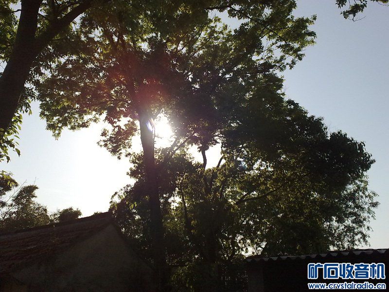 请问,我家的这老榆树是什么品种?(已解决,是榉