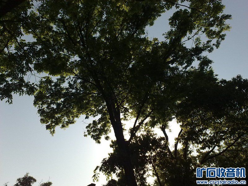 请问,我家的这老榆树是什么品种?(已解决,是榉