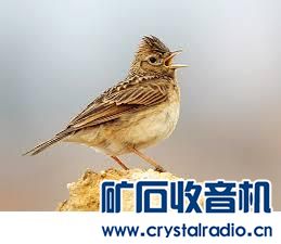 有一种鸟和麻雀差不多头上有个突起 叫什么名