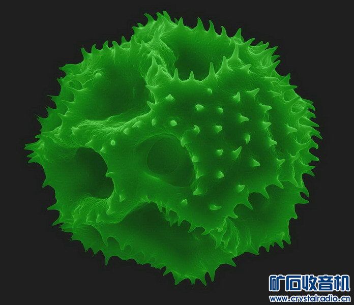 显微镜下熟悉又陌生的微观世界 - 〓生活聊天板