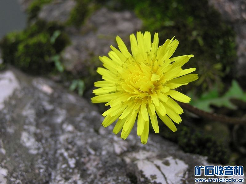 奥林巴斯 C-750 Ultra Zoom 送128卡 - 〓新人交