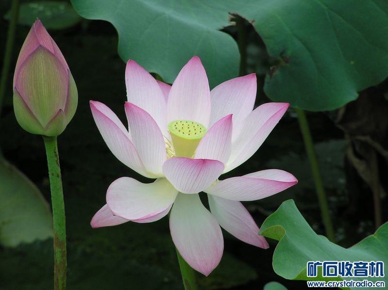 奥林巴斯 C-750 Ultra Zoom 送128卡 - 〓新人交