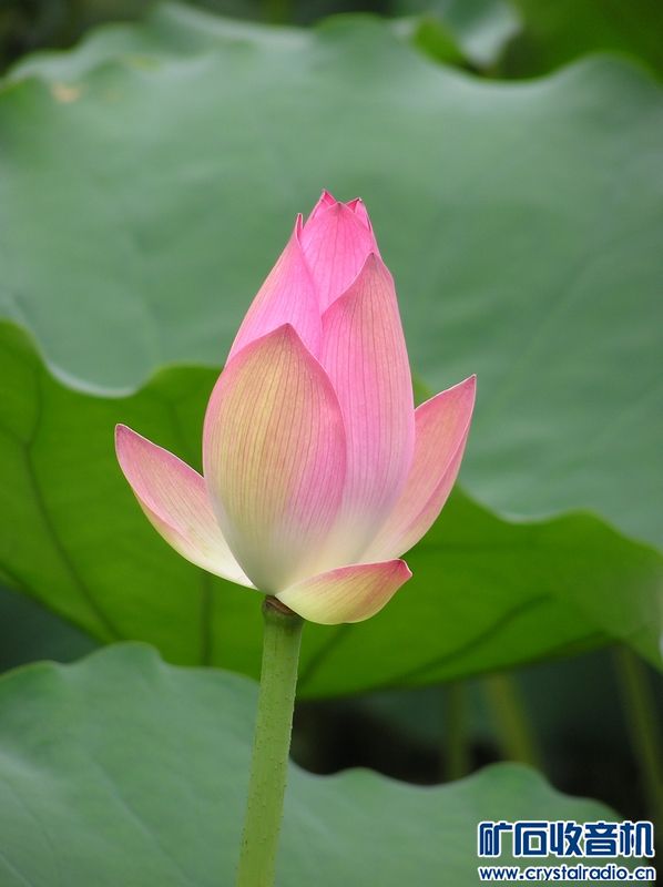 奥林巴斯 C-750 Ultra Zoom 送128卡 - 〓新人交