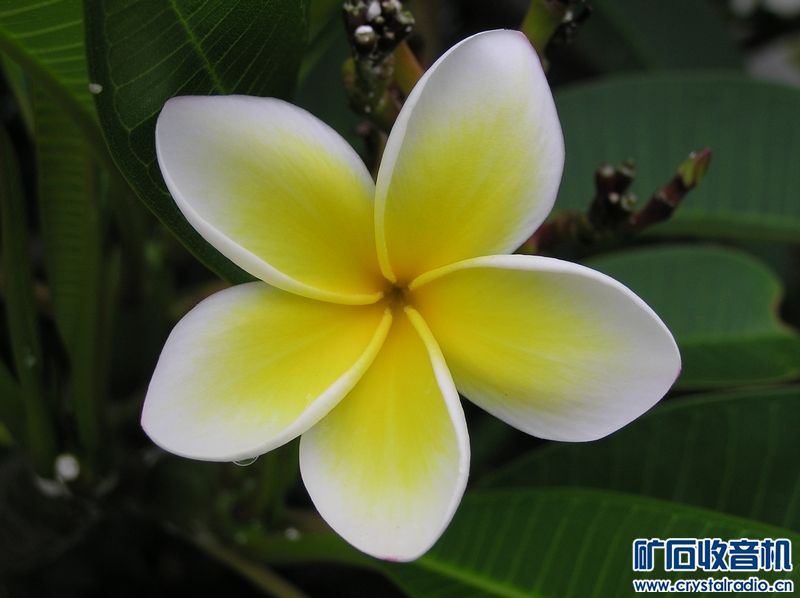 奥林巴斯 C-750 Ultra Zoom 送128卡 - 〓新人交