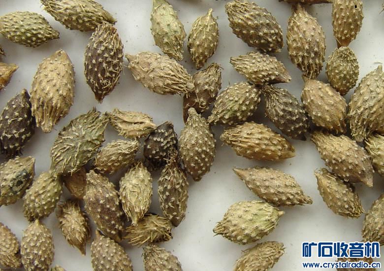 治疗过敏性鼻炎的一个偏方 - 〓生活聊天板块〓