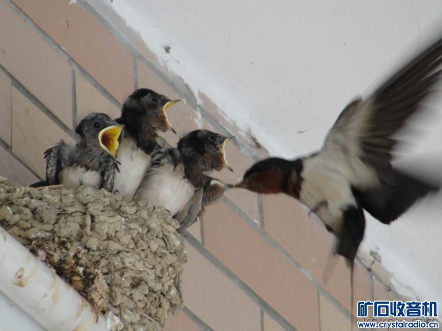 自然奇观:麻雀侵占燕子的家,还欺负她,很有意思