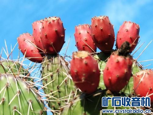 仙人掌可以吃吗? - 〓生活聊天板块〓 - 矿石收