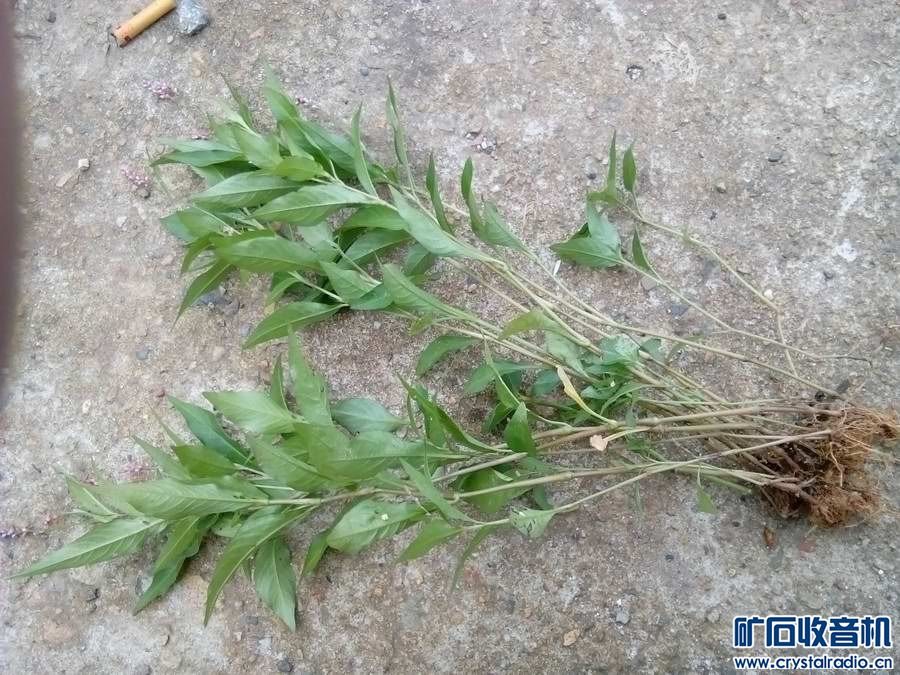 这种是什么草? - 〓生活聊天板块〓 - 矿石收音