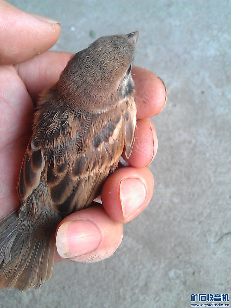 抓到个小麻雀,是养着呢还是放了呢