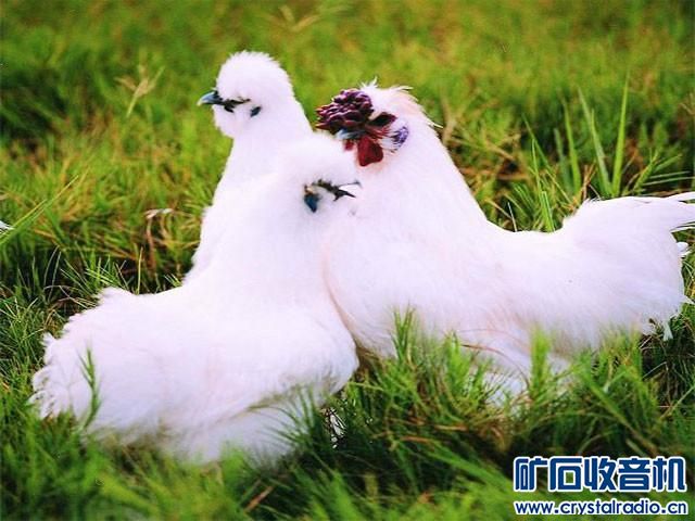 (奇闻轶事)印尼金属鸡:舌头鸡肉内脏均为乌黑