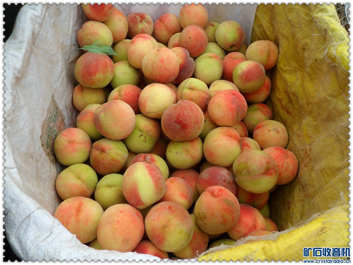 浓桃什么李成语_屁桃鱼是什么(5)