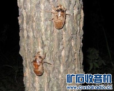 油炸爬蚱谁吃过? - 〓生活聊天板块〓 - 矿石收