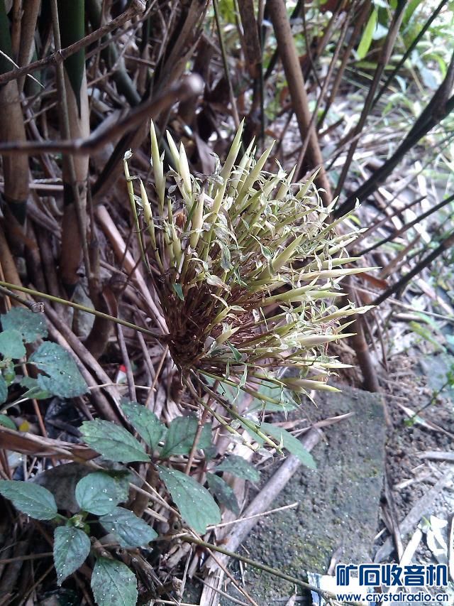难得一见,赚点仪器,勿喷哦!呵呵-〓枚举摄影天cad绘图小分管理原创错误的图片