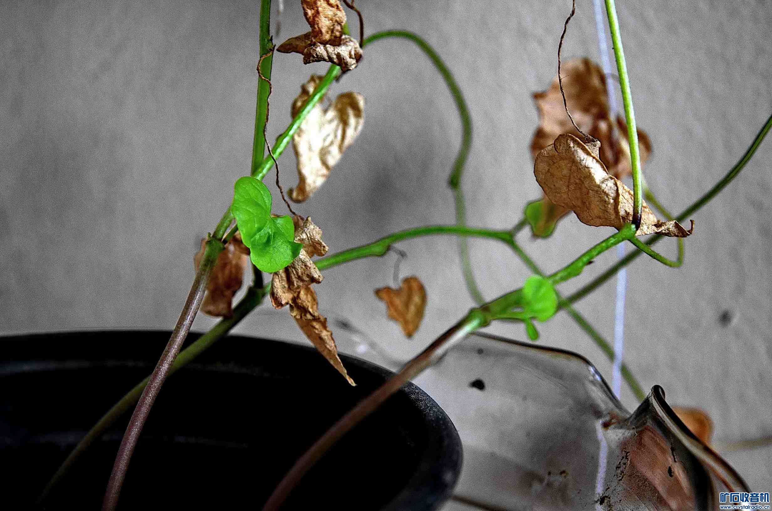 一岁一枯荣 - 〓原创摄影天地〓 - 矿石收音机论