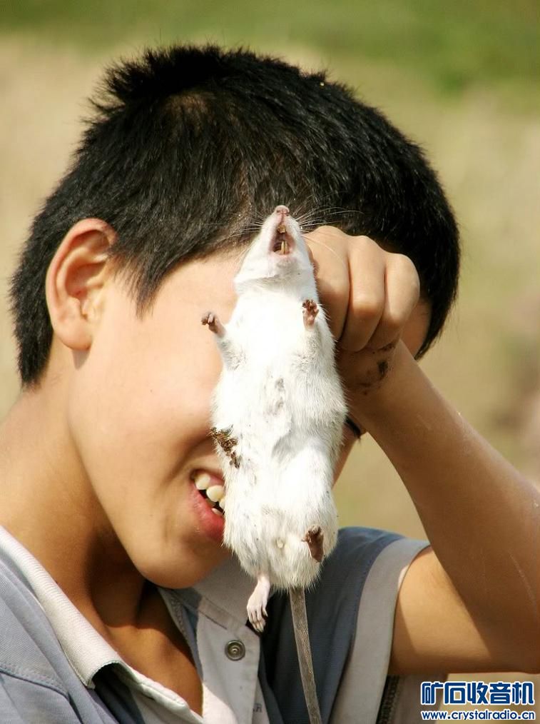 搞不懂,七八十年代没肉吃,为何不抓老鼠吃 - 〓