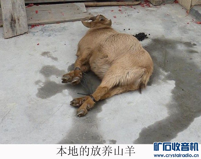 美味的羊屎--羊憋 - 〓生活聊天板块〓 - 矿石收