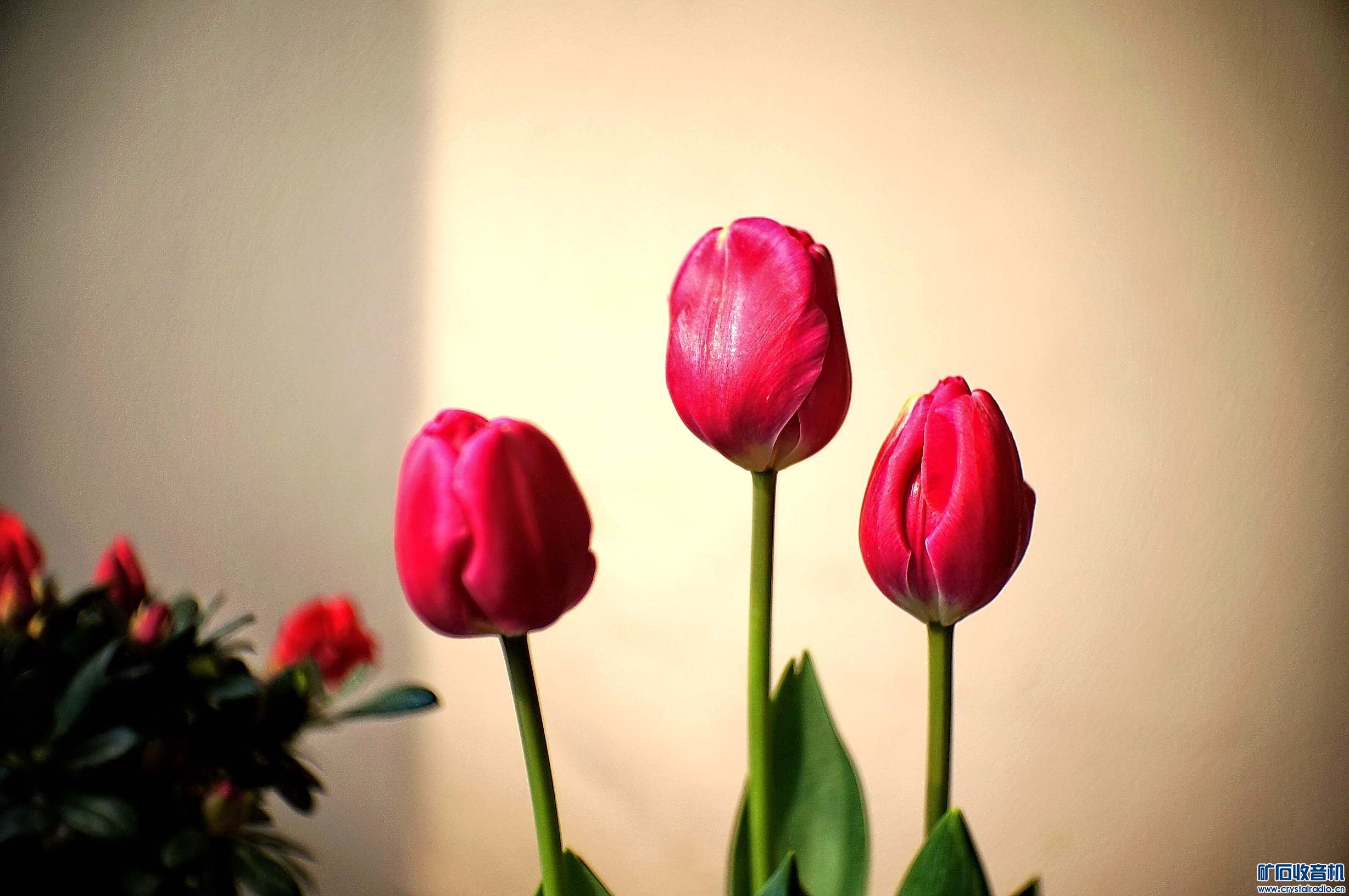 铁疙瘩镜头中的郁金香, 腊梅 - 〓原创摄影天地