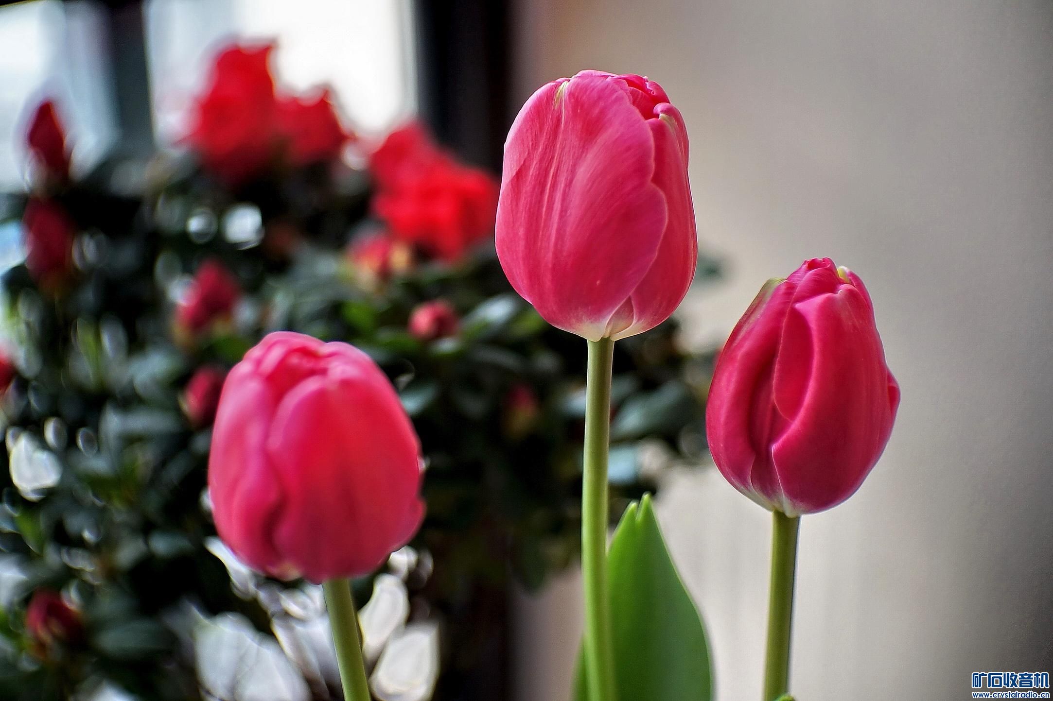 铁疙瘩镜头中的郁金香, 腊梅 - 〓原创摄影天地