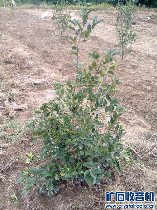 茶油是什么? - 〓生活聊天板块〓 - 矿石收音机