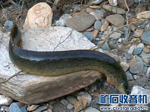 这种淡水鱼叫什么名字? - 〓生活聊天板块〓 -