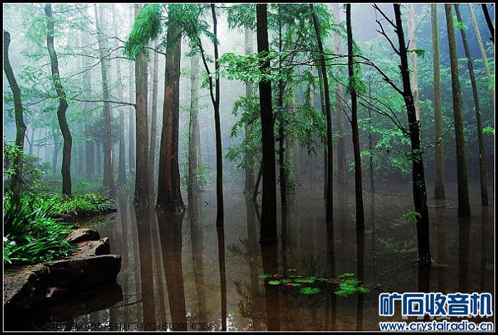 梅雨季节杭州虎跑 - 〓原创摄影天地〓 - 矿石收