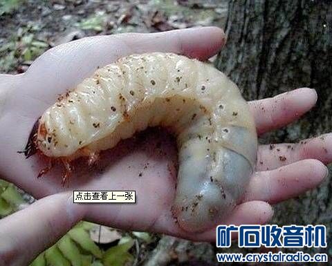 这东西也能吃?看着都害怕