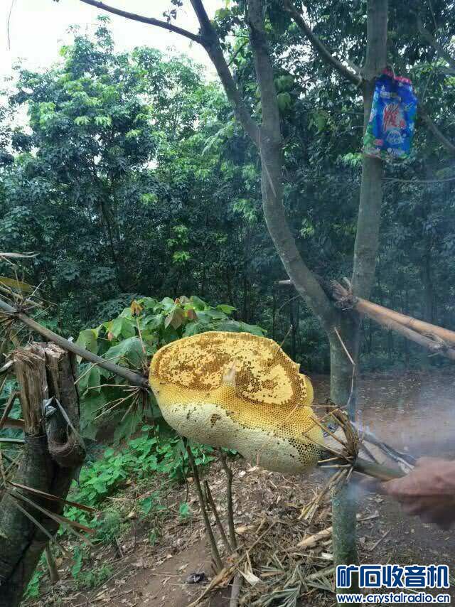 我们大山里面没有什么好东西吃。 - 〓生活聊天