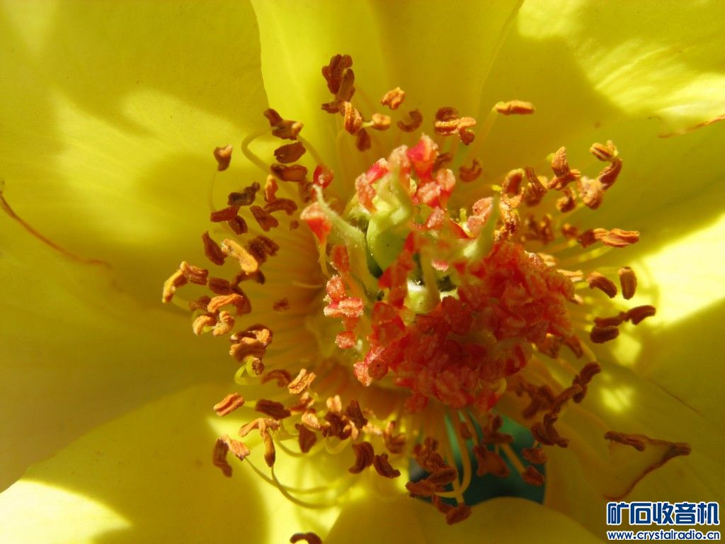 佳能g9,富士s2900hd,爱赛比智能狗,win8平板,大