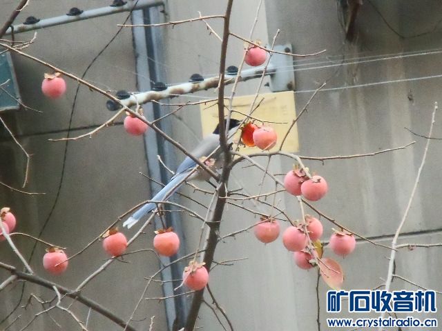 107_1425701_02fb6d814f20abb.jpg