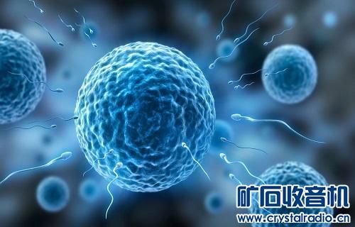 34岁研究生捐精死亡 精尽人亡是真的吗 - 〓生