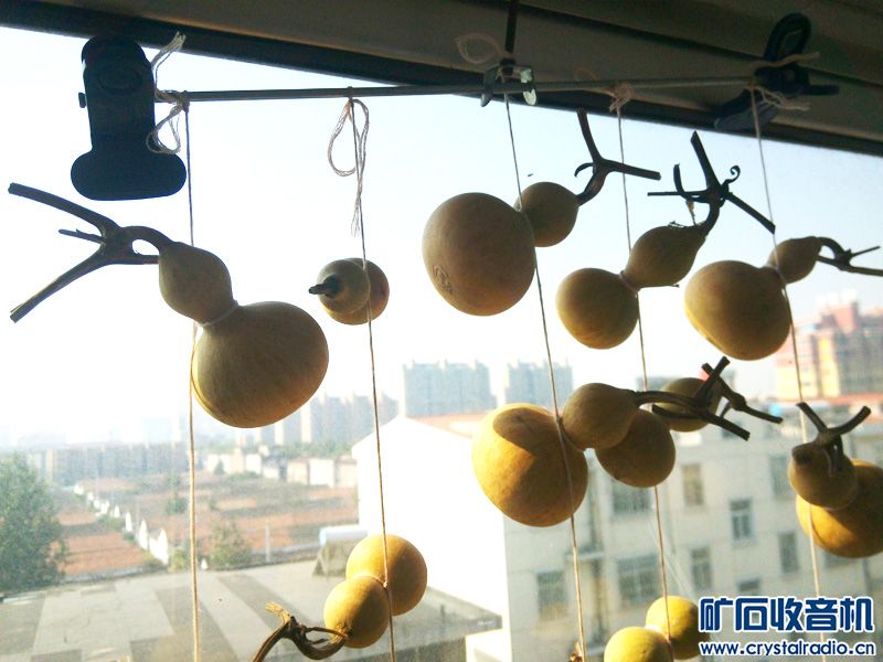 我来炫耀下 我的小葫芦 挂满阳台 - 〓生活聊天